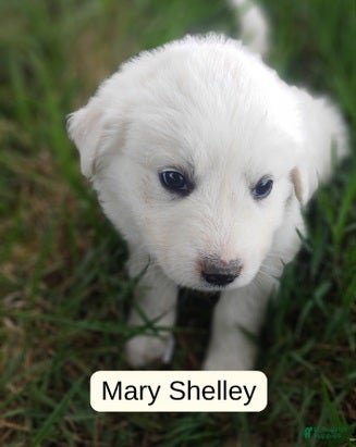 Great Pyrenees dogs Mary Shelley - Ad 6