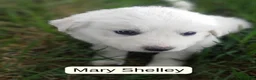Great Pyrenees dogs for sale: Mary Shelley - Ad 1