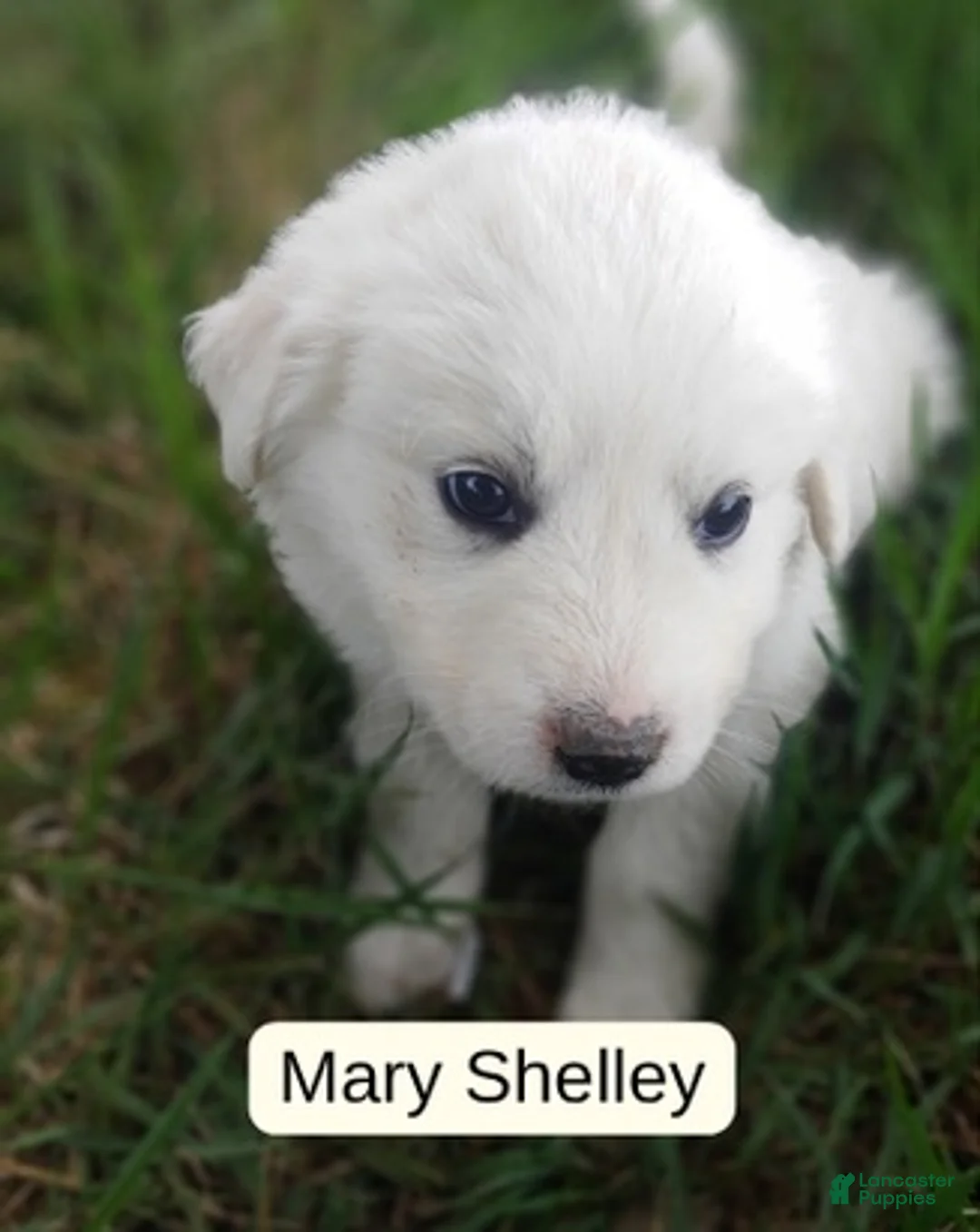 Great Pyrenees dogs for sale: Mary Shelley - Ad 1