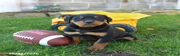 Rottweiler dogs for sale: Peyton - Ad 5