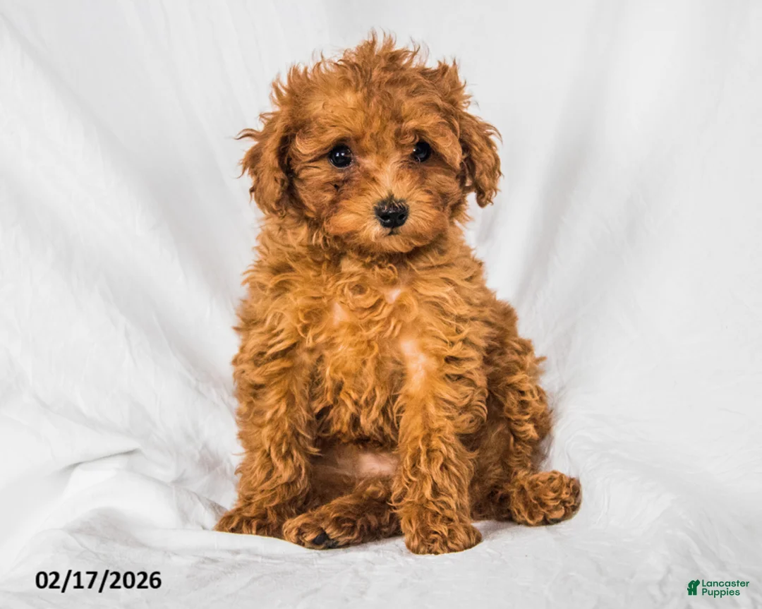 Toy Poodle dogs for sale: Sonya - Ad 2