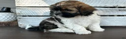 Shihpoo dogs for sale: Snickers - Ad 6