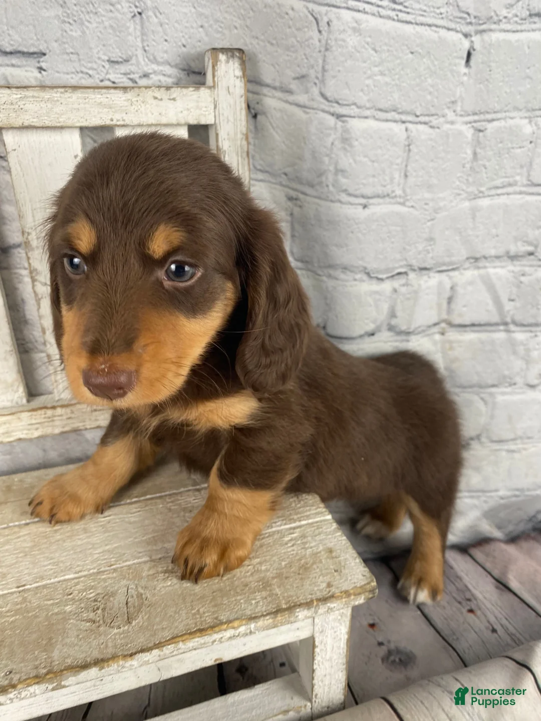 Miniature Dachshund dogs for sale: Chase - Ad 1