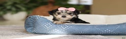 Morkie dogs for sale: Nora - Ad 7