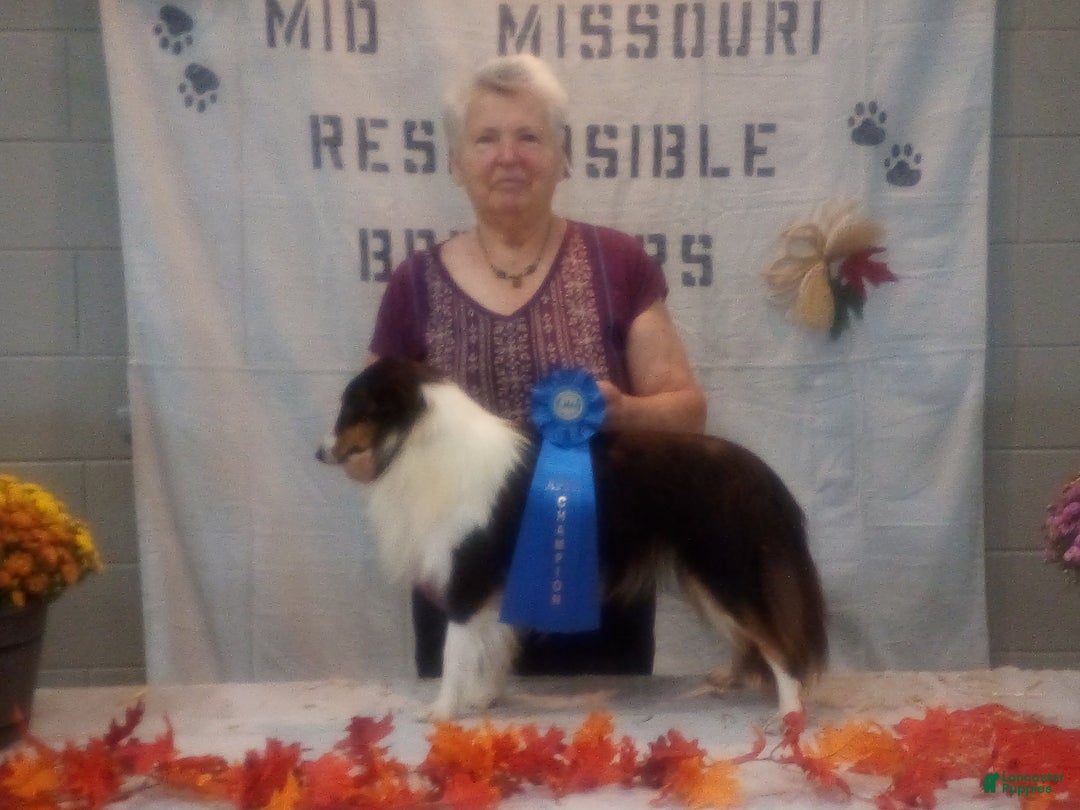 Shetland Sheepdog dogs for sale: PJ  - Ad 5