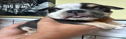 American Bully dogs for sale: Baby Girl  - Ad 5