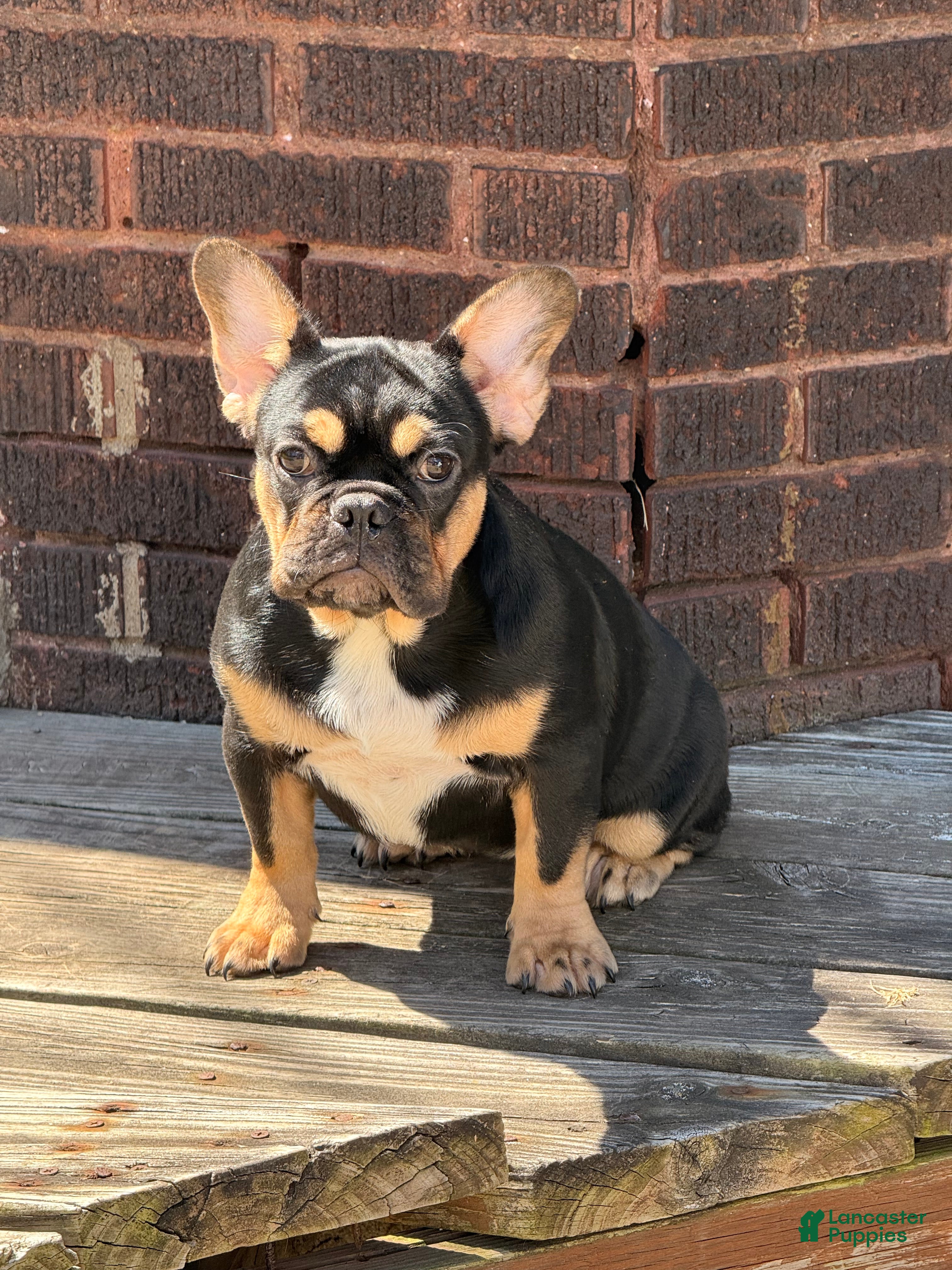 French Bulldog dogs French Bulldog 2 - Ad 1