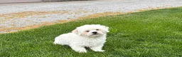Lhasa Apso dogs for sale: Beau - Ad 2