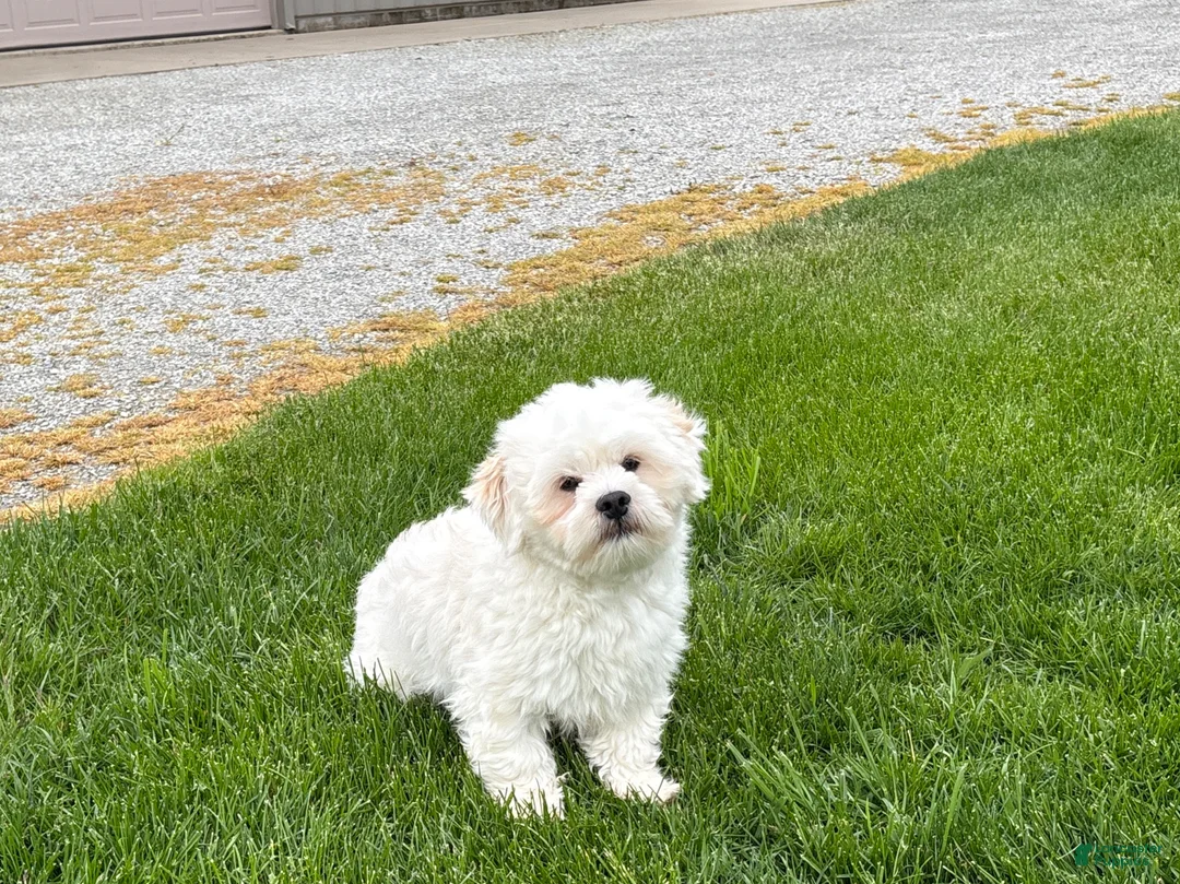 Lhasa Apso dogs for sale: Beau - Ad 2