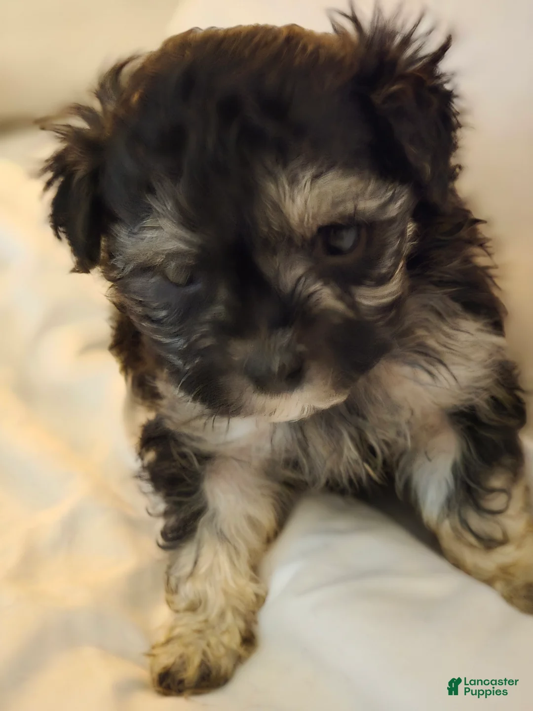 Maltipoo dogs for sale: Maltipoo Puppy 3 - Ad 1