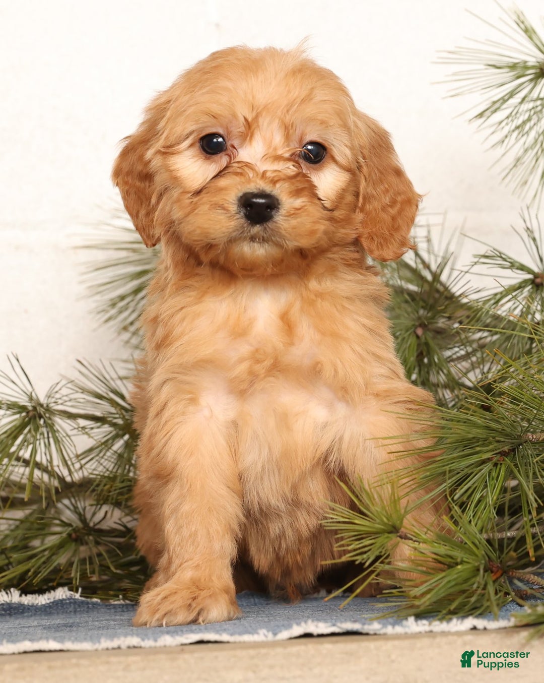 Mini Goldendoodle dogs for sale: Mitch - Ad 8