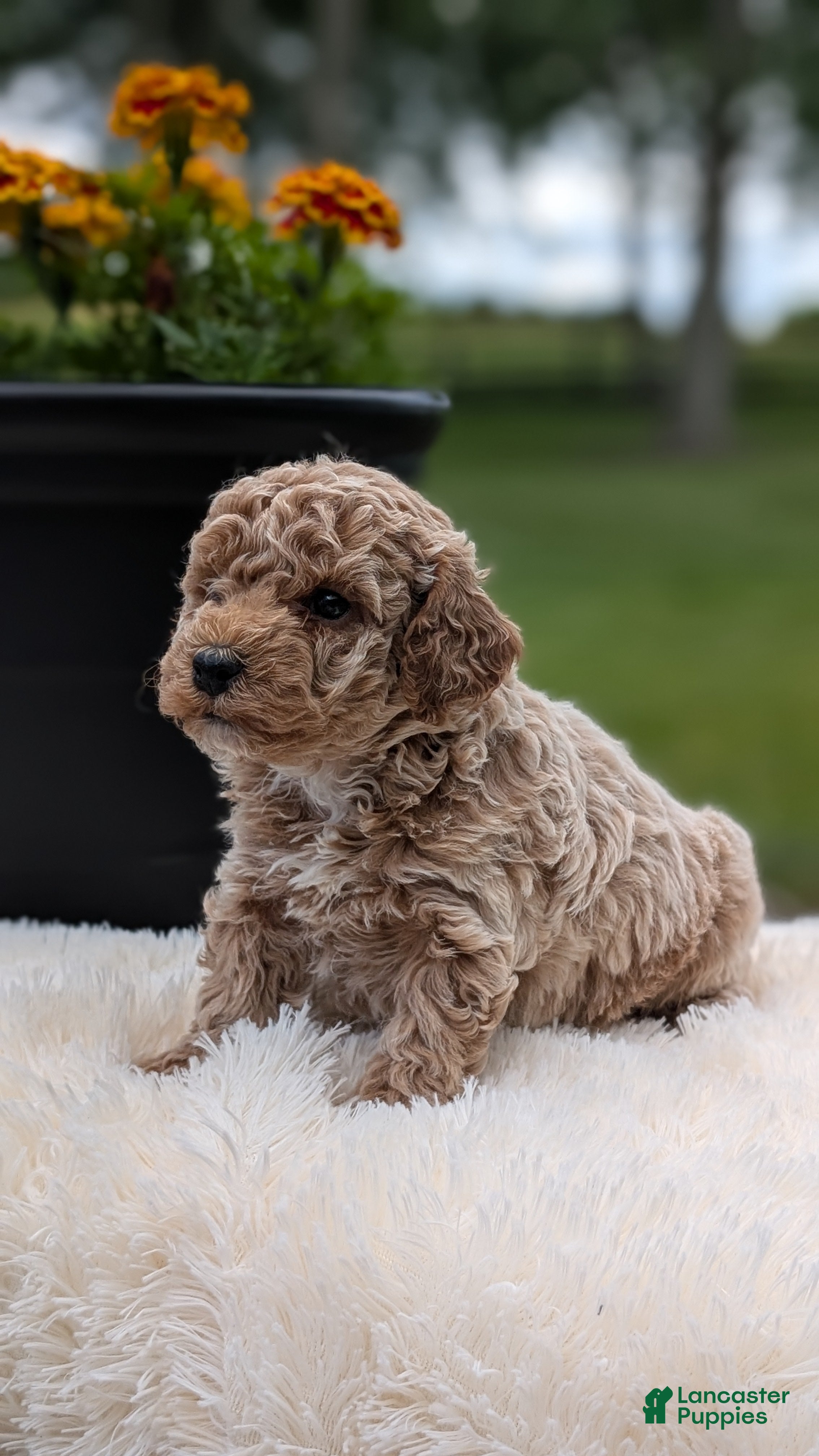 Miniature Poodle dogs Rascal - Ad 2