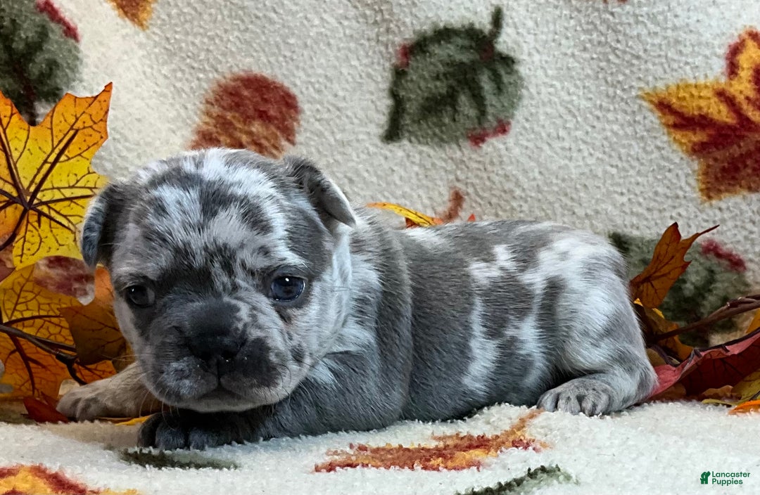 French Bulldog dogs for sale: Tracker - Ad 19