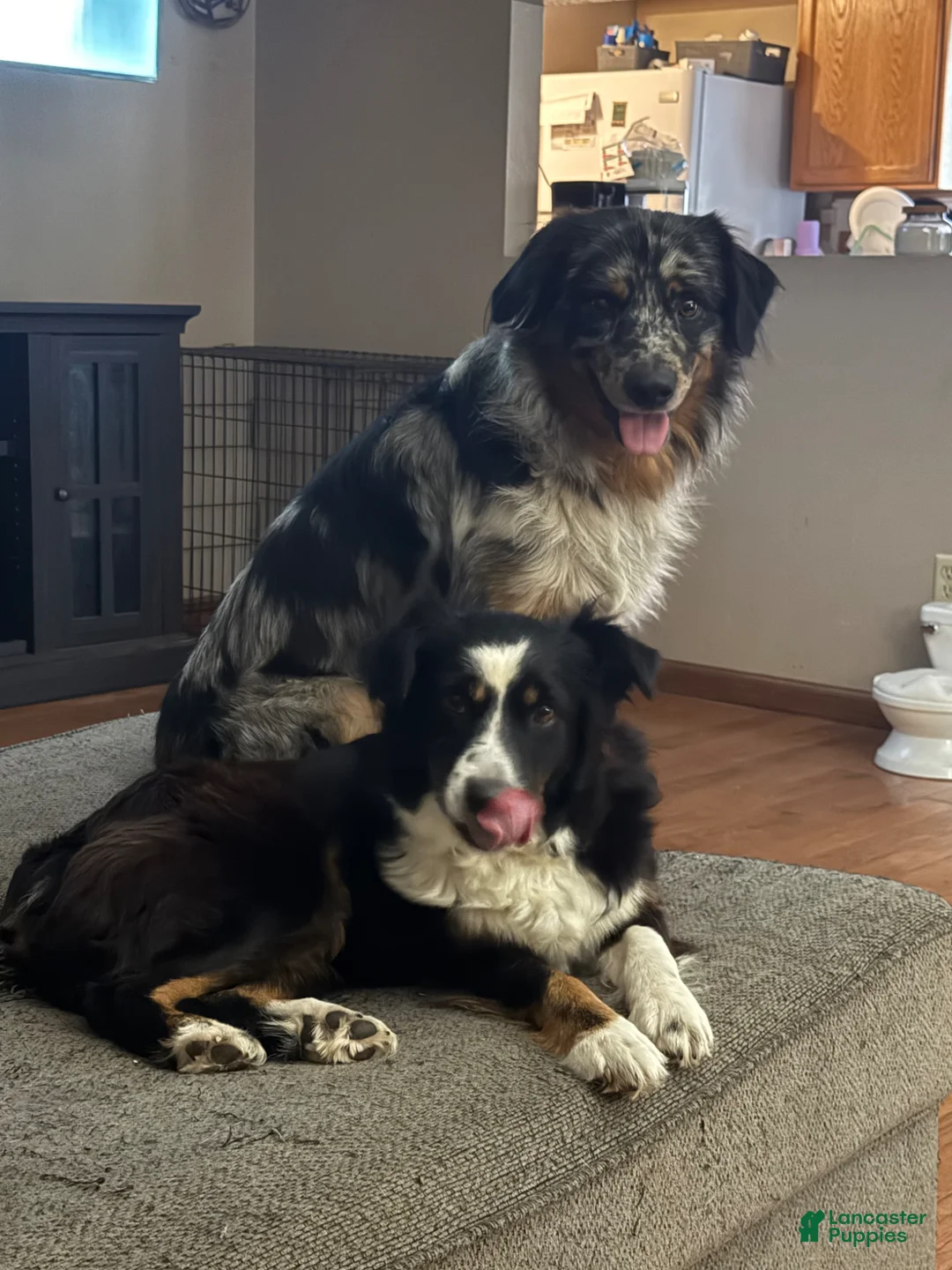Miniature Australian Shepherd dogs for sale: Miniature Australian Shepherd Puppy 3 - Ad 3