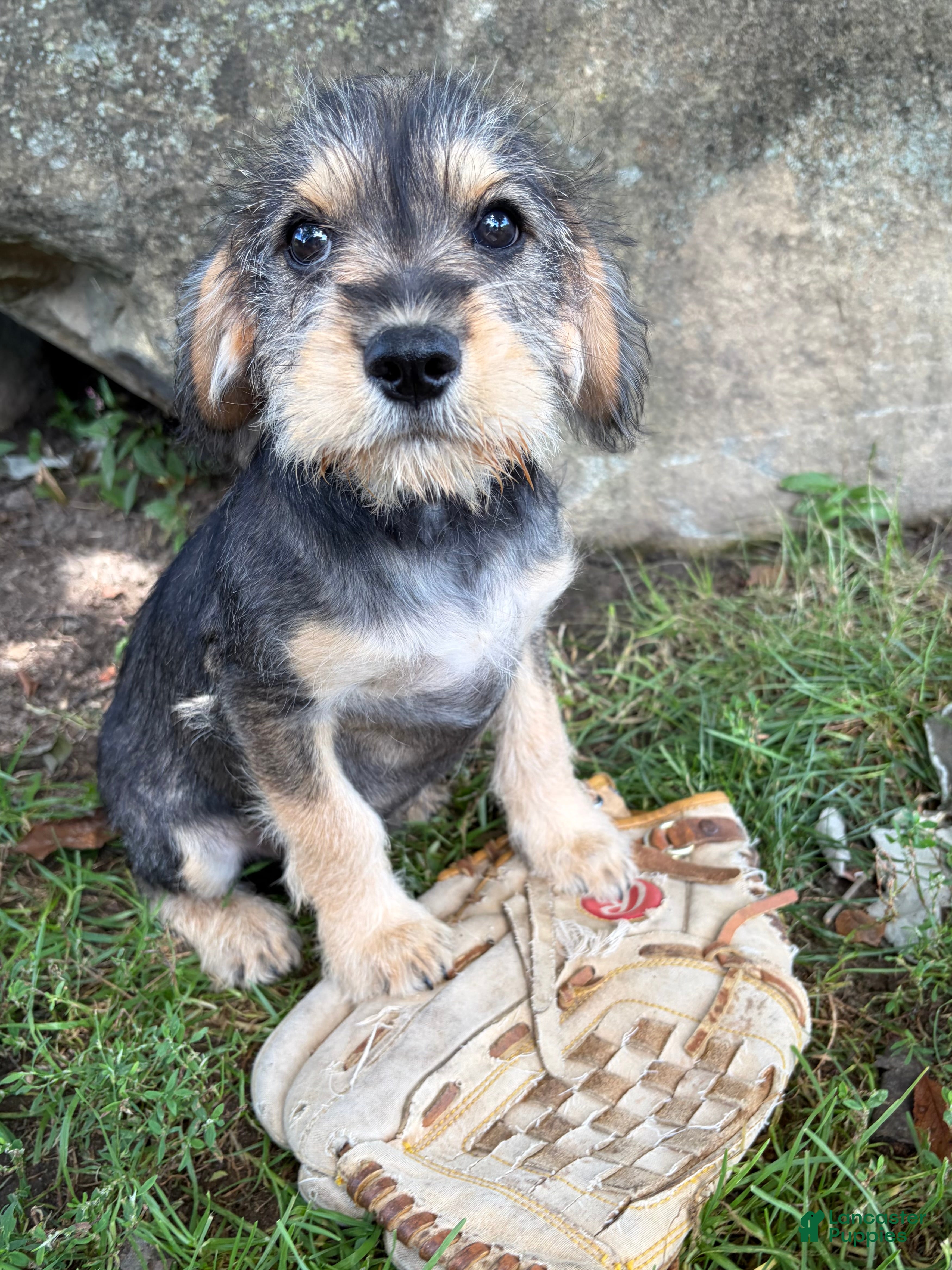 Schnoodle dogs Truman - Ad 2