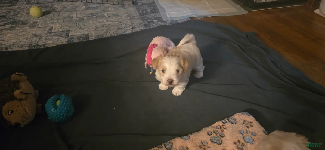Morkie dogs for sale: Copper - Ad 2