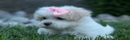 Maltese dogs for sale: OLENNA - Ad 9
