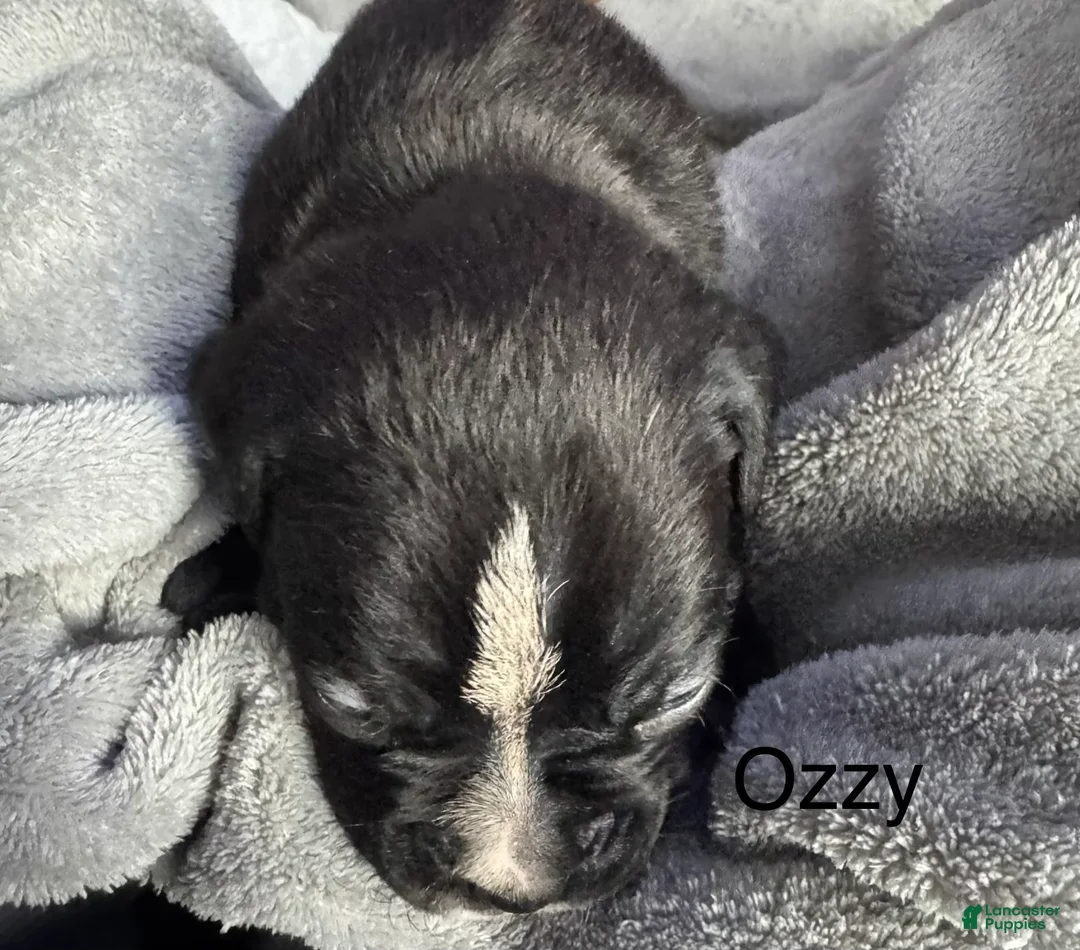 Boxer dogs for sale: Luna  - Ad 14