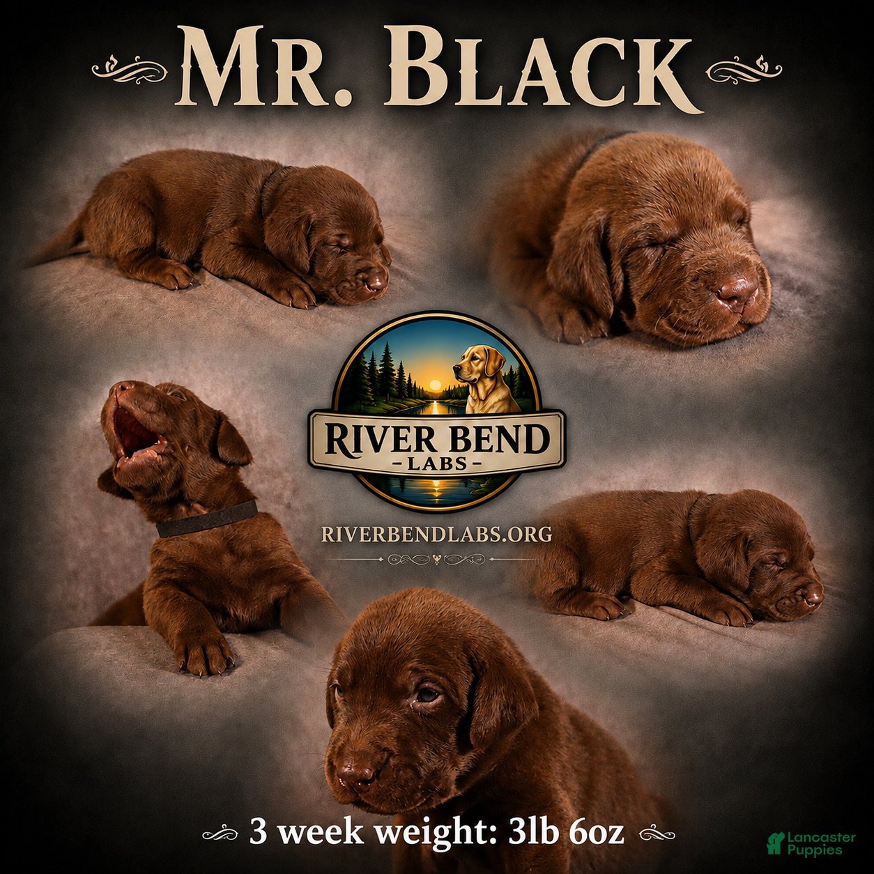 Labrador Retriever dogs Mr. Black - Ad 1