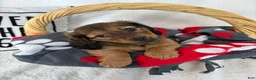 Dachshund dogs for sale: Dalton - Ad 2