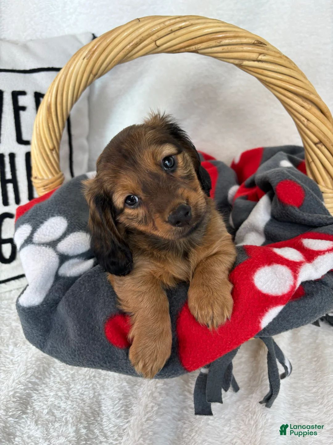 Dachshund dogs for sale: Dalton - Ad 2