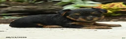 Yorkshire Terrier dogs for sale: Carrie - Ad 3