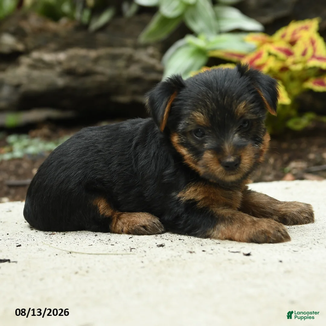 Yorkshire Terrier dogs for sale: Carrie - Ad 3