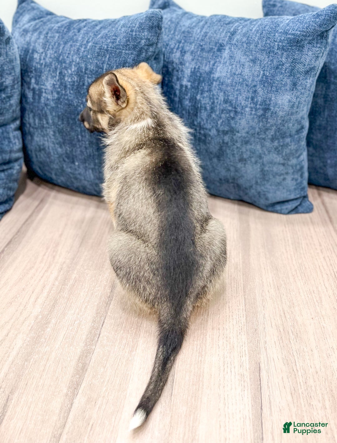 Gerberian Shepsky dogs for sale: Morgan - Ad 5