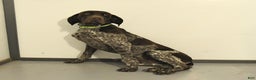 German Shorthaired Pointer dogs for sale: Candy - Ad 12