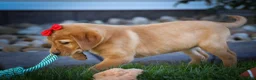 Labrador Retriever dogs for sale: NAOMI - Ad 13