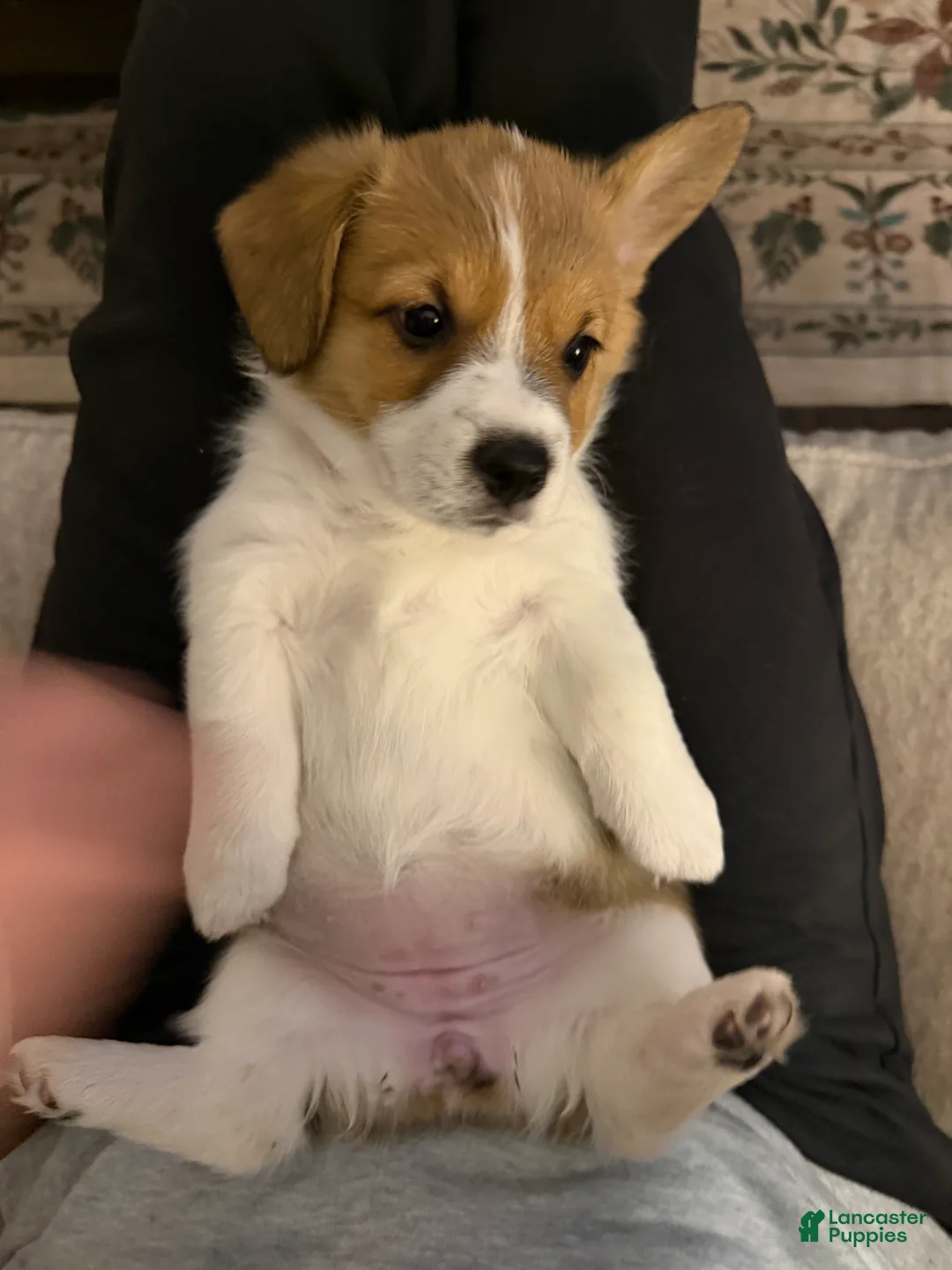Welsh Corgi Pembroke dogs for sale: Lilo - hot pink - Ad 1