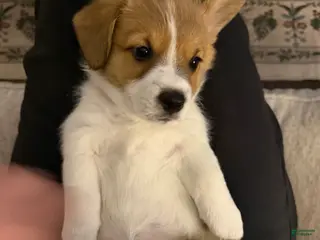 Welsh Corgi Pembroke dogs Lilo - hot pink - Ad 29