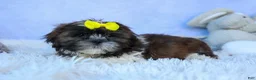 Shih Tzu dogs for sale: RUBBLE - Ad 16