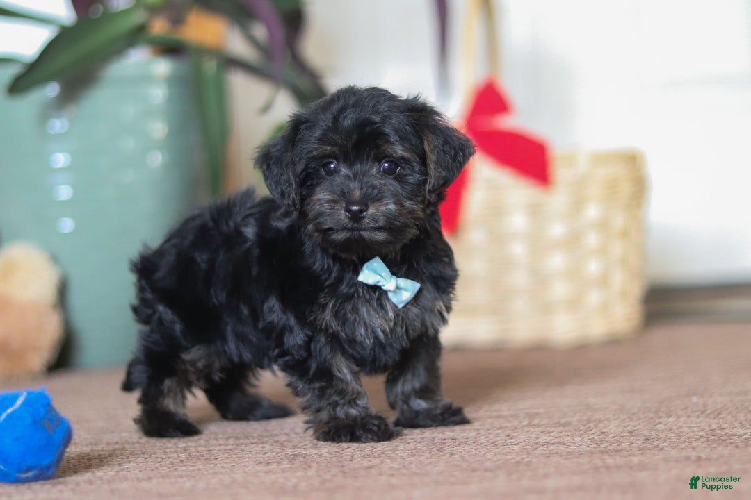 Yorkiepoo dogs for sale: Jason - Ad 5