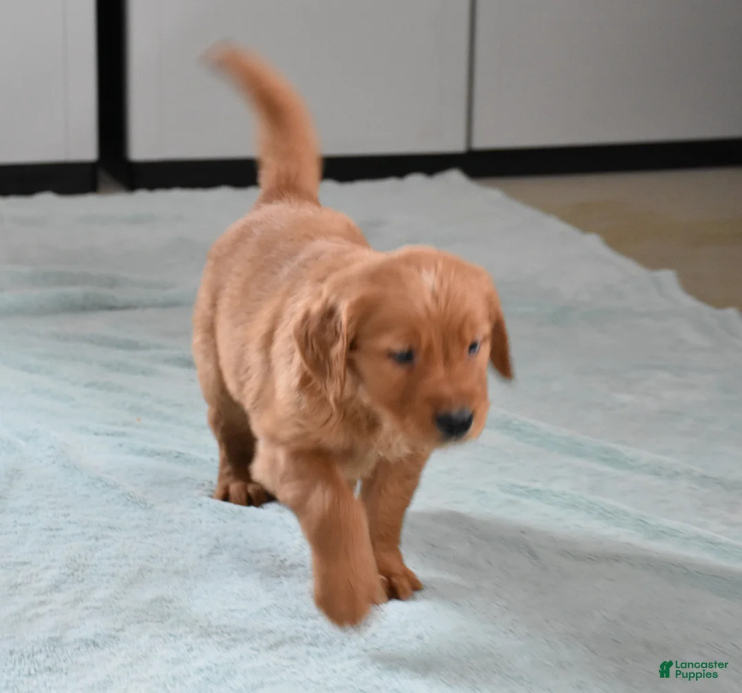 Golden Retriever dogs for sale: Tucker Genetic/OFA - Ad 9