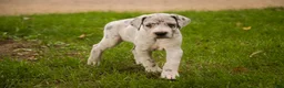 Great Dane dogs for sale: Beatrice Great Dane  - Ad 6