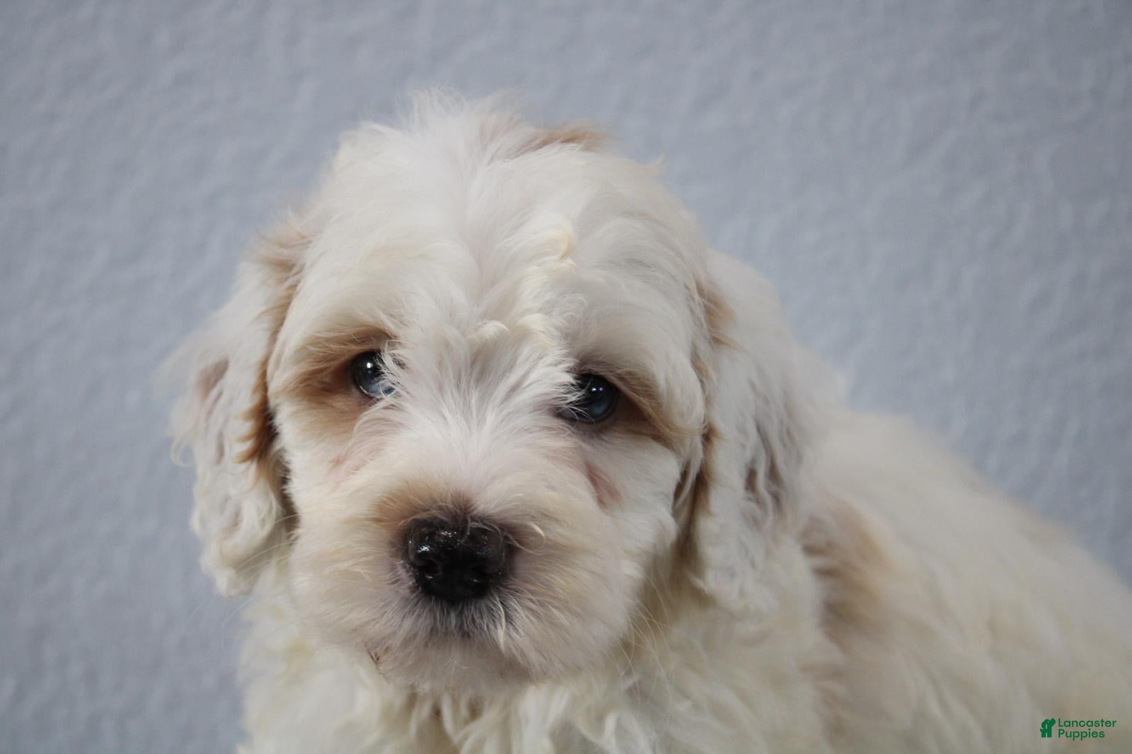 Mini Goldendoodle dogs Vlad - Ad 1