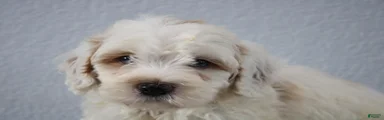 Vlad