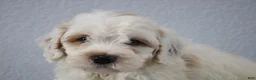 Mini Goldendoodle dogs for sale: Vlad - Ad 1