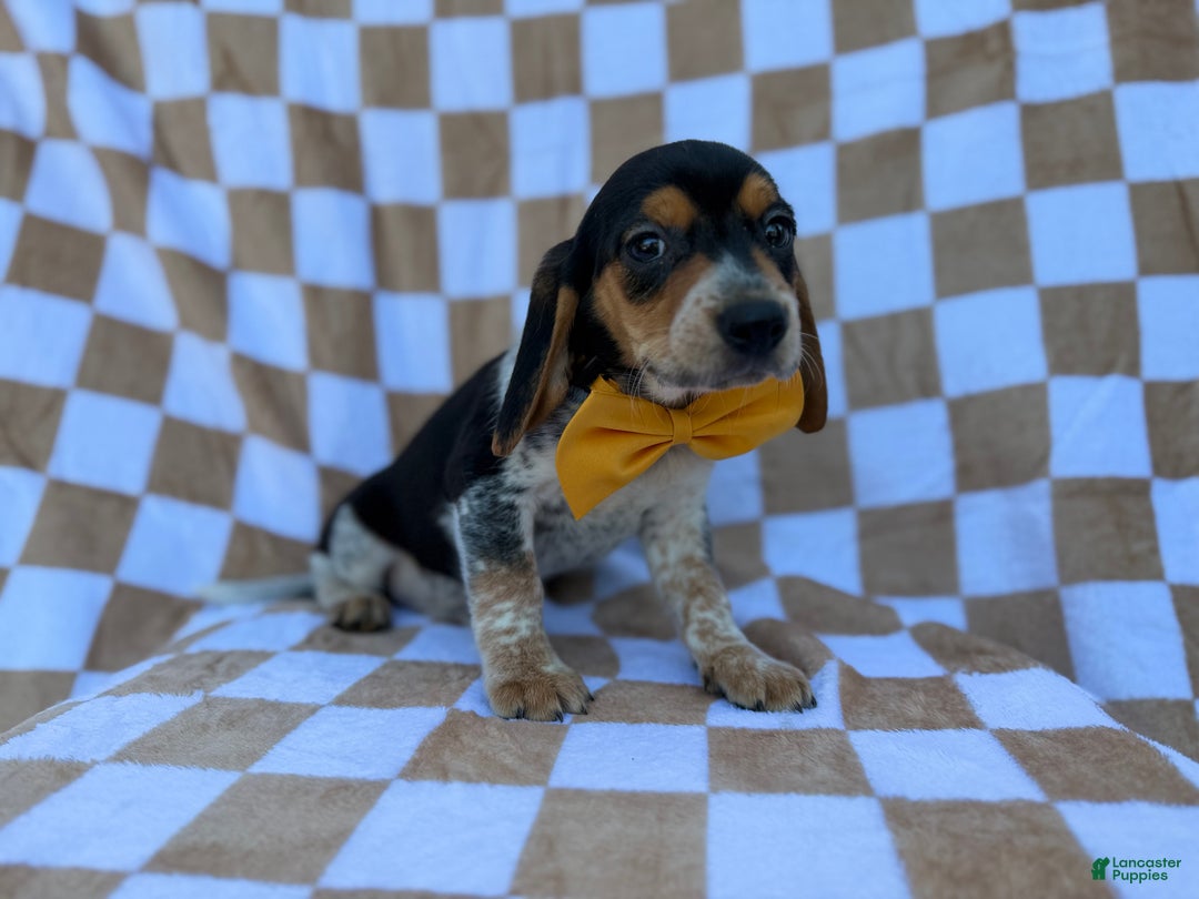 Beagle dogs for sale: Scooby - Ad 3