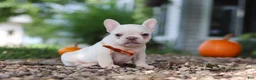 French Bulldog dogs for sale: Eden - Ad 6