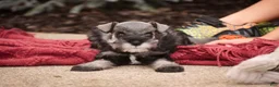 Miniature Schnauzer dogs for sale: Georgia Miniature Schnauzer - Ad 10