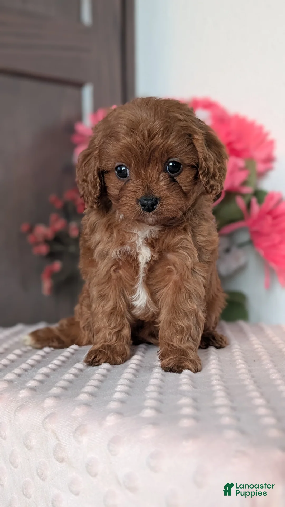 Cavapoo dogs for sale: Tessa - Ad 2