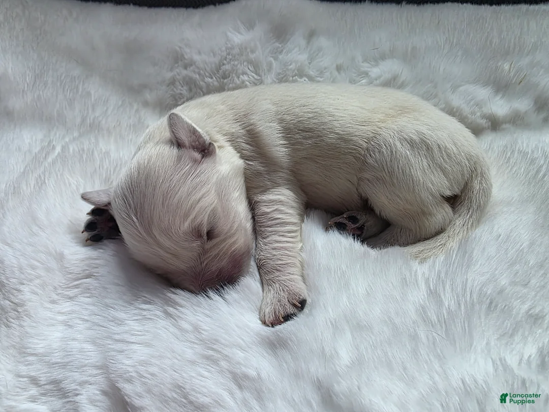 Golden Retriever dogs for sale: Baby boy red - Ad 2