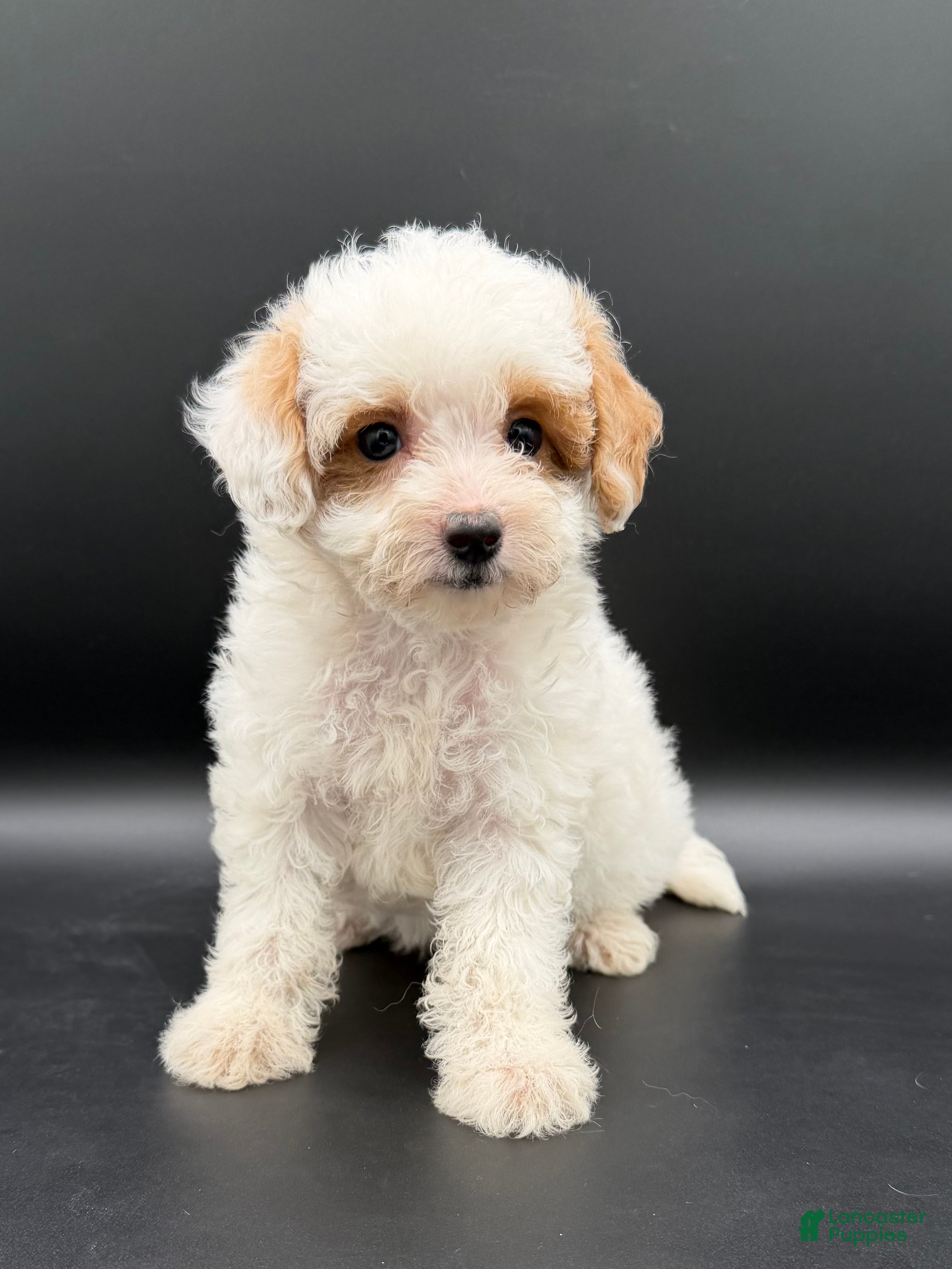 Mini Goldendoodle dogs for sale: poppy - Ad 1