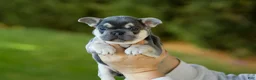 French Bulldog dogs for sale: Denver - Blue & Tan - Ad 6