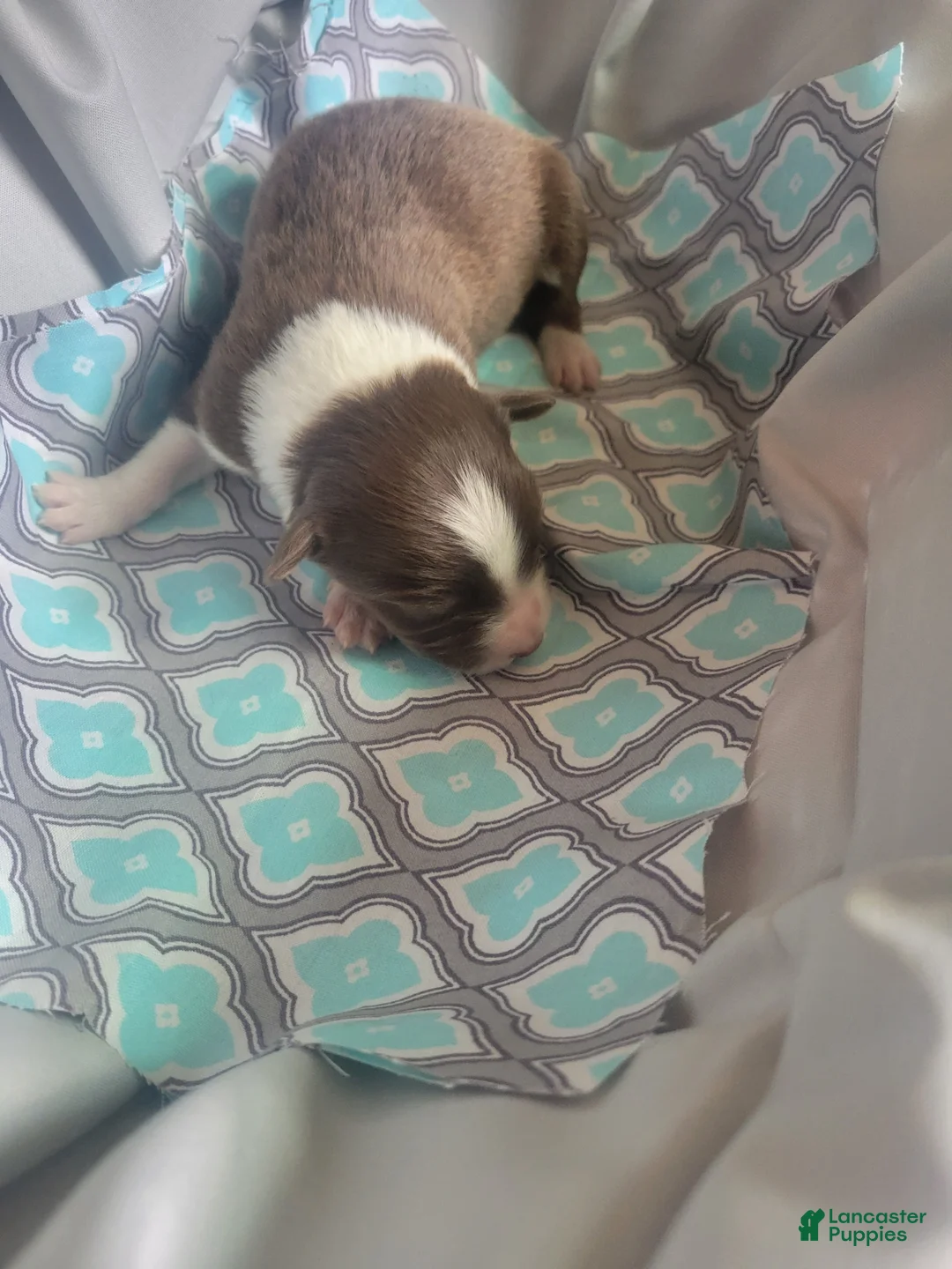 Australian Shepherd dogs for sale: Australian Shepherd 3 - Ad 2