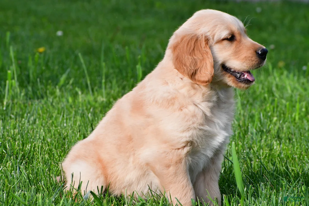 Golden Retriever dogs for sale: Max - Ad 2