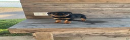 Rottweiler dogs for sale: Coco  - Ad 9