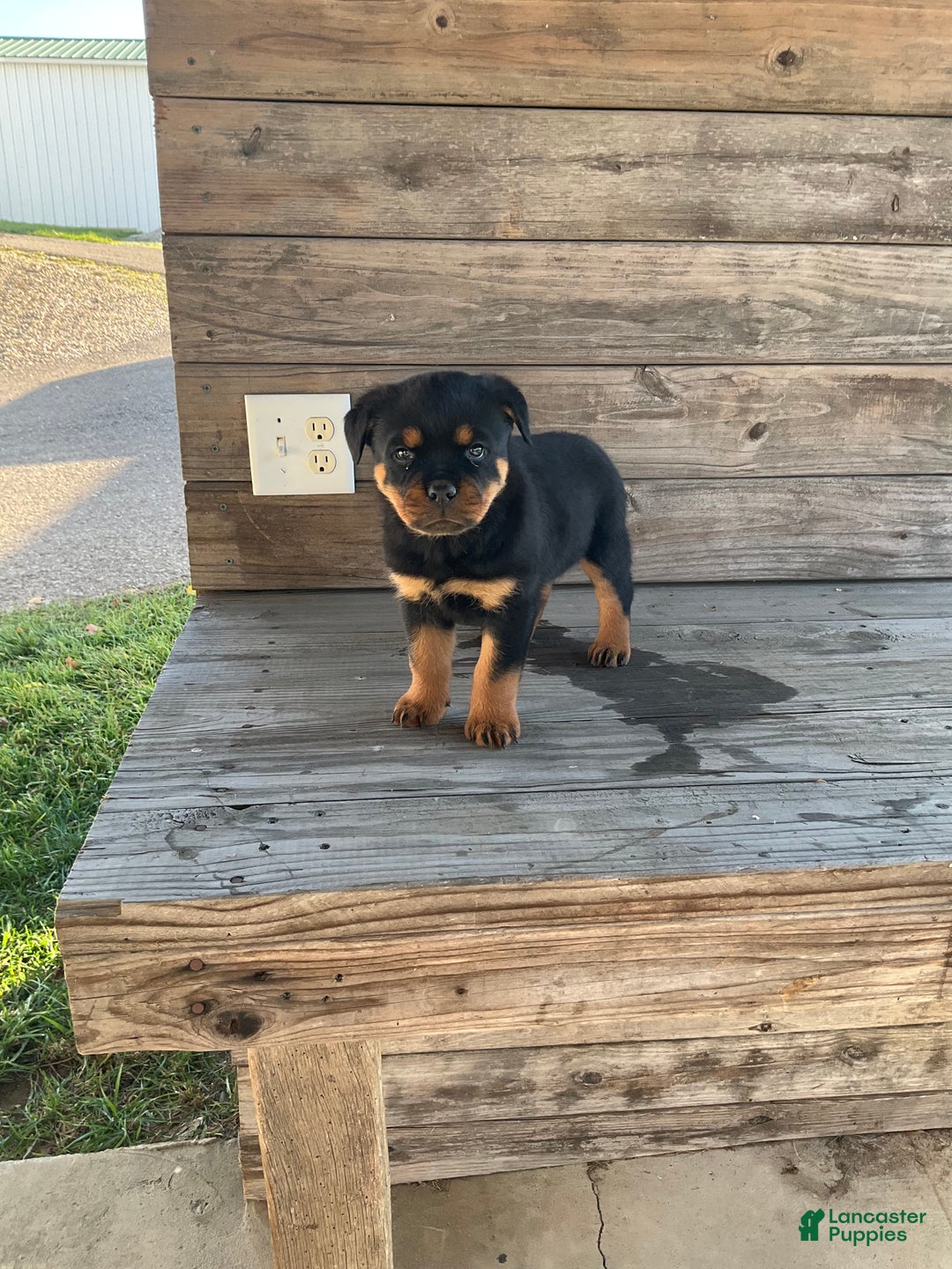 Rottweiler dogs for sale: Coco  - Ad 9